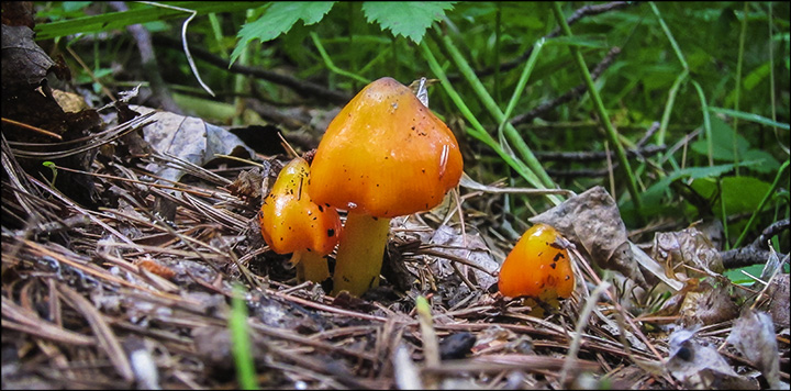 Mushrooms of the Adirondacks: Hygrophorus conicus on the Heron Marsh Trail (24 July 2013)