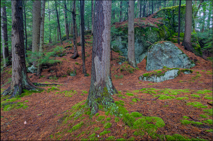 John DiGiacomo:  Forest Floor