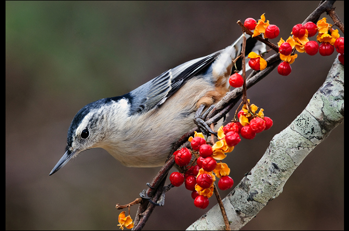 John DiGiacomo:  Nuthatch W/Berries