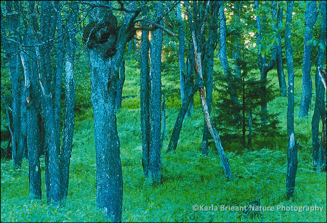 Karla Brieant: Tooley Pond Wilderness