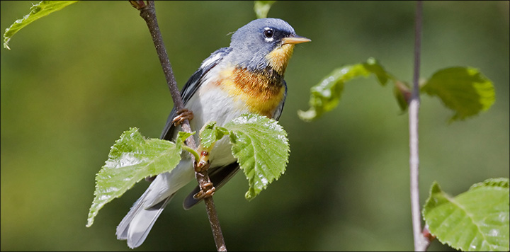 Birds of the Adirondacks:  Northern Parula. Photo by Larry Master. www.masterimages.org  Used by permission.