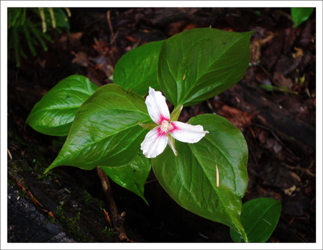 Adirondack Wildflowers:  Painted Trillium in bloom at the Paul Smiths VIC (16 May 2012)