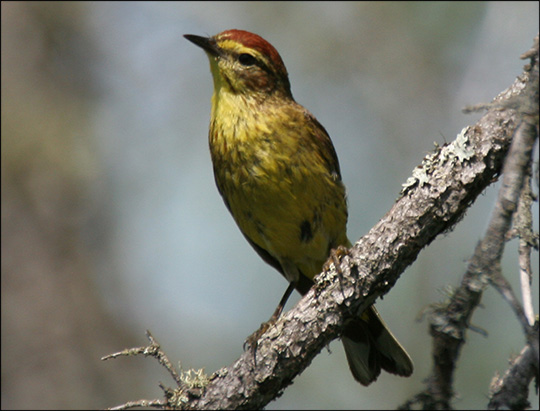 Boreal Birds of the Adirondacks:  Palm Warbler. Photo by Larry Master. www.masterimages.org  Used by permission.