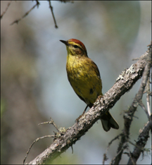 Boreal Birds of the Adirondacks: Palm Warbler. Photo by Larry Master. www.masterimages.org