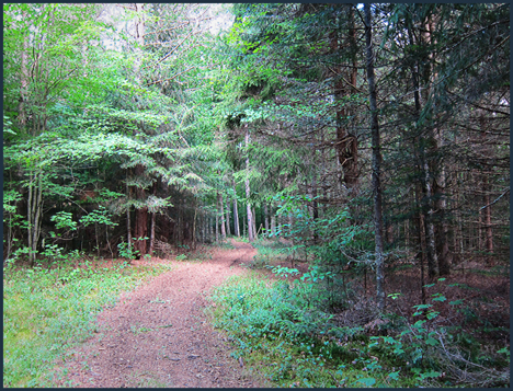 Adirondack Habitats:  Mixed hardwood-conifer forest along the Silviculture Trail at the Paul Smiths VIC