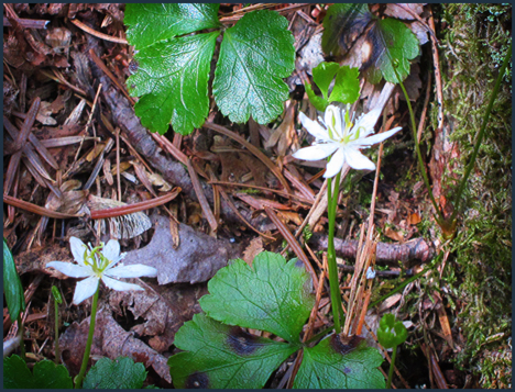 Adirondack Wildflowers:  Goldthread along the Silviculture Trail at the Paul Smiths VIC