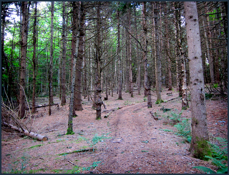 Adirondack Forest Communities:  Pine plantation along the Silviculture Trail at the Paul Smiths VIC