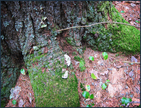 Moss, mushrooms, and Canada Mayflower along the Silviculture Trail at the Paul Smiths VIC