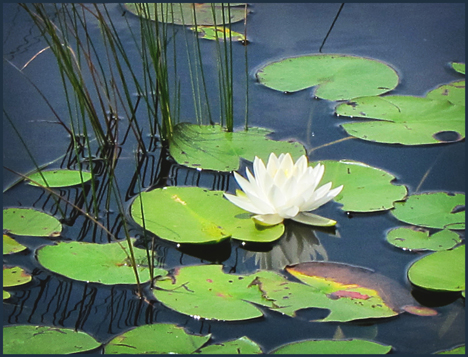 Adirondack Wildflowers:  White Water Lily on Heron Marsh at the Paul Smiths VIC