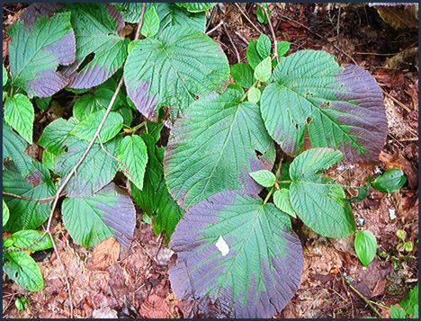 Adirondack Shrubs:  Hobble Bush on the Silviculture Trail at the Paul Smiths VIC