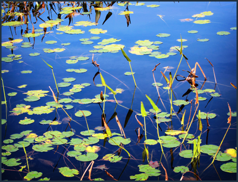 Adirondack Wildflowers:  Lily pads on Heron Marsh at the Paul Smiths VIC