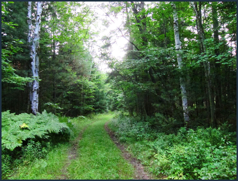 Trees of the Adirondacks:  Paper Birch Trees along the Silviculture Trail at the Paul Smiths VIC