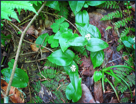 Adirondack Wildflowers:  Canada Mayflower along the Silviculture Trail at the Paul Smiths VIC