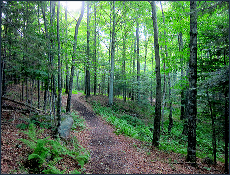 Adirondack Forest Communities:  Hardwoods along the Silviculture Trail at the Paul Smiths VIC