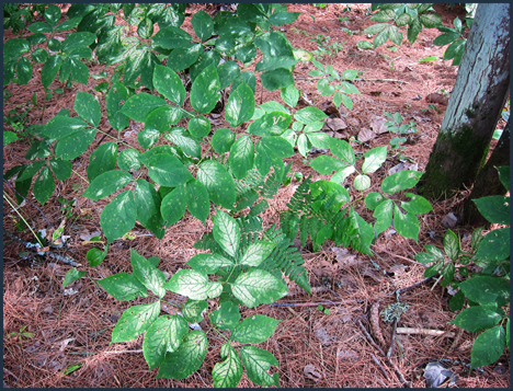 Adirondack Wildflowers:  Wild Sarsaparilla along the Silviculture Trail at the Paul Smiths VIC