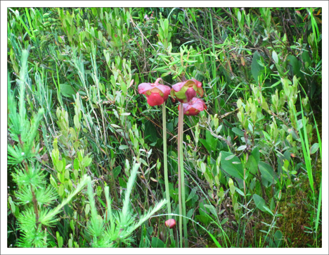 Adirondack Wildflowers:  Pitcher Plant on Barnum Bog at the Paul Smiths VIC (25 June 2012)