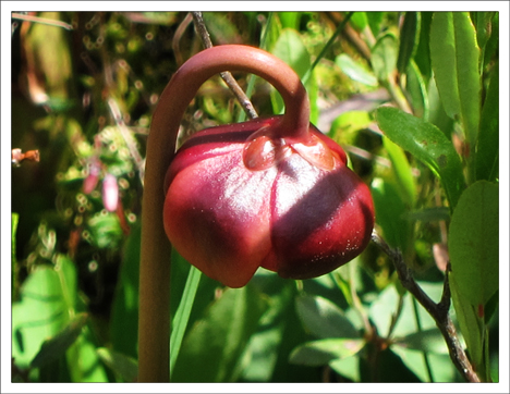 Paul Smiths VIC -- Adirondack Wildflowers | Pitcher Plant on Barnum Bog (7 June 2012)