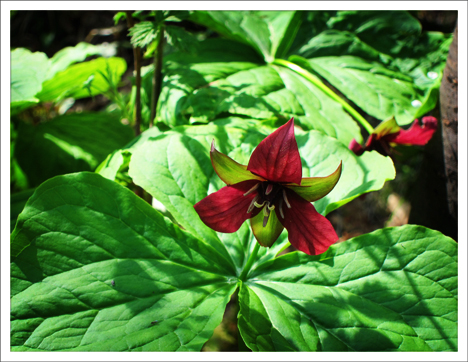 Adirondack Wildflowers:  Purple Trillium (Trillium erectum) in bloom at the Paul Smiths VIC (16 May 2012)