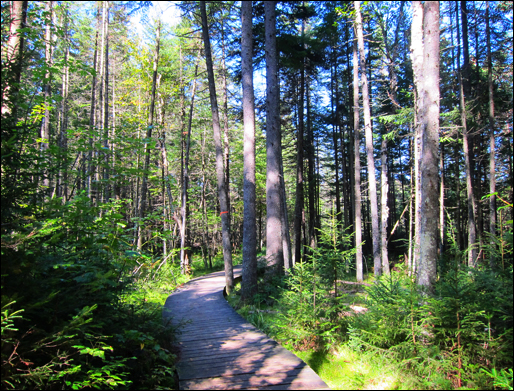 Adirondack Wetlands:  Boardwalk through swampland at the Paul Smiths VIC (17 September 2011)