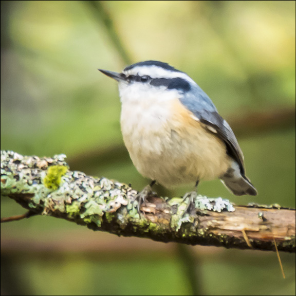 Birds of the Adirondacks: Red-breasted Nuthatch near the VIC building (17 May 2014)