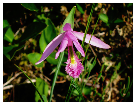 Adirondack Wildflowers:  Rose Pogonia blooming on the Barnum Bog at the Paul Smiths VIC (23 June 2012)