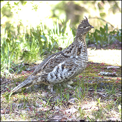 Boreal Birds of the Adirondacks: Ruffed Grouse near the Paul Smiths VIC parking lot