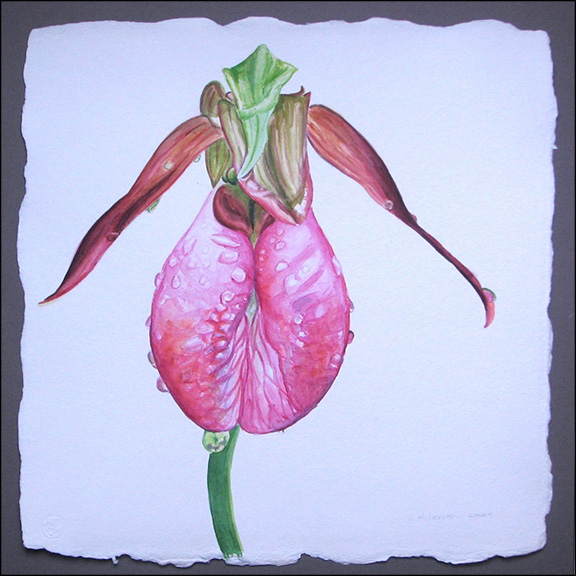 Sandra Hildreth: "Pink Lady's Slipper in the Rain", watercolor, 16x16