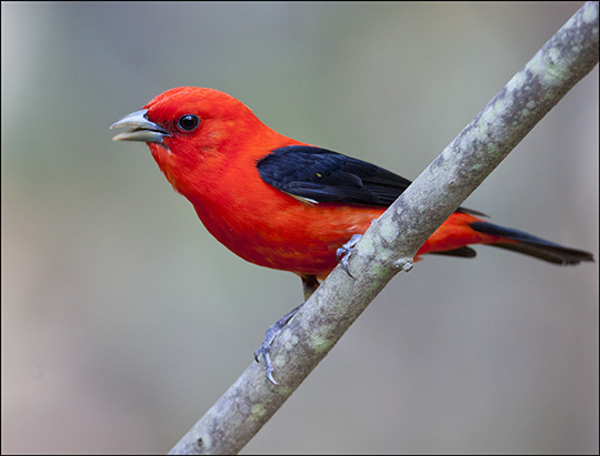 Birds of the Adirondacks:  Scarlet Tanager. Photo by Larry Master. www.masterimages.org  Used by permission.
