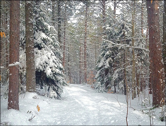 Adirondack Ski Trails: Skidder Trail at the Paul Smiths VIC.  Photo by Sandra Hildreth.  Used by permission.