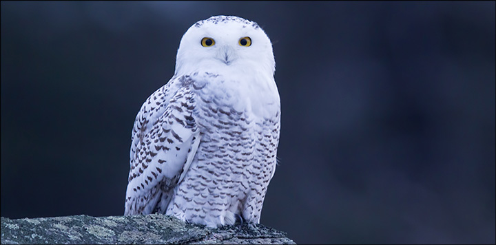 Birds of the Adirondacks: Snowy Owl (December 2013).  Photo by Larry Master.  Used by permission