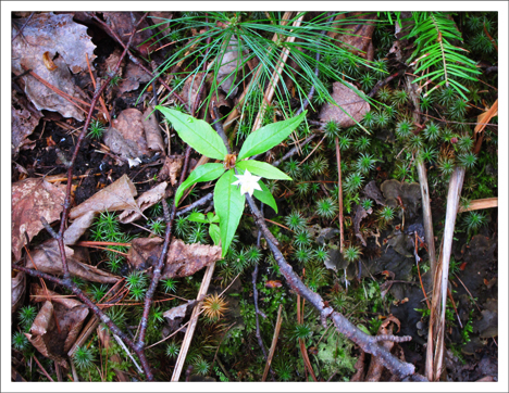 Adirondack Wildflowers: Starflower in bloom at the Paul Smiths VIC (23 May 2012)