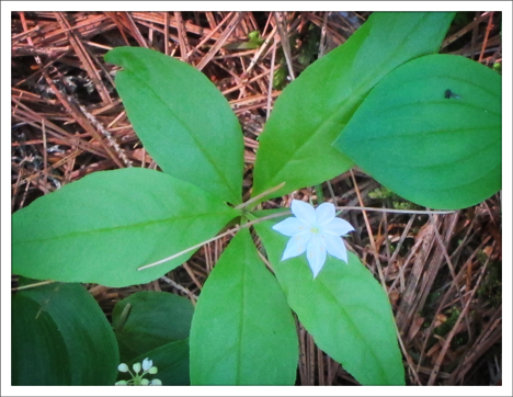 Adirondack Wildflowers:  Starflower in bloom at the Paul Smiths VIC (26 May 2012)