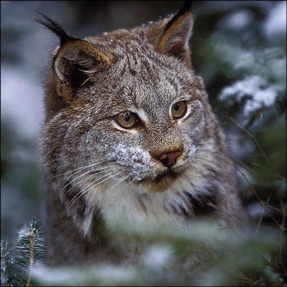 Susan Morse: Canada Lynx