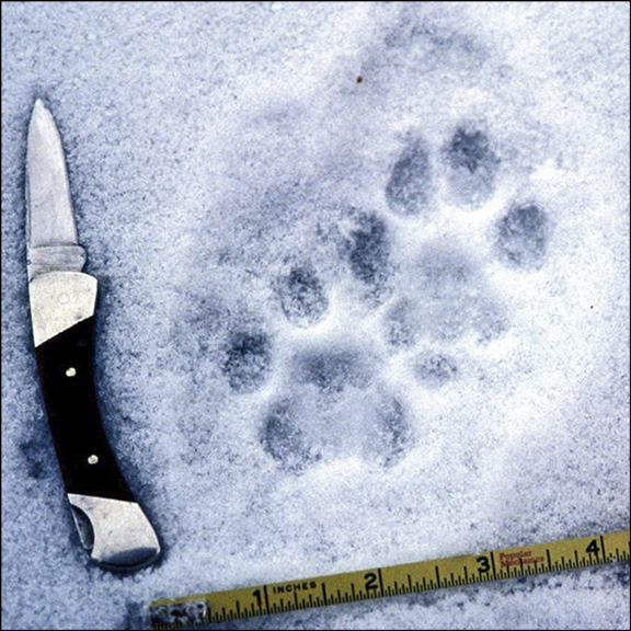 Susan Morse: Canada Lynx