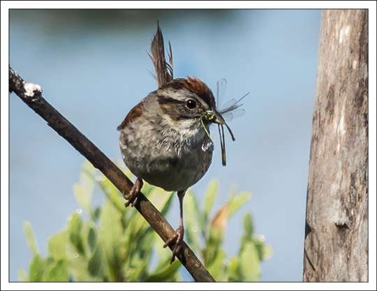 Birds of the Adirondack Wetlands: Swamp Sparrow at the Paul Smiths VIC (22 July 2013)