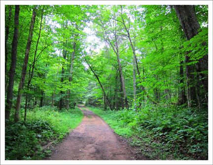 Paul Smith Visitor Center: Jenkins Mountain Trail in summer