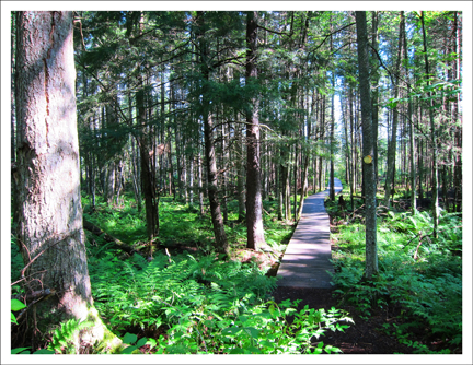 Adirondack Wetlands: Boardwalk into Barnum Bog at the Paul Smiths Visitor Center