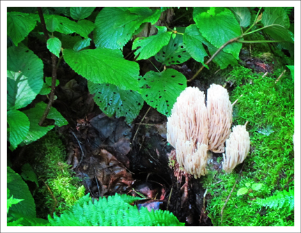 Crown Coral Fungus on the Boreal Life Trail at the Paul Smiths Visitor Center (30 July 2011)