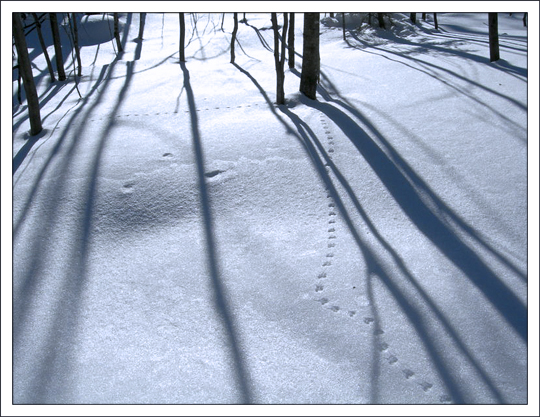 Winter in the Adirondack Park: Tracks in the snow at the Paul Smiths VIC.  Photo by Brian McAllister.  Used by permission.
