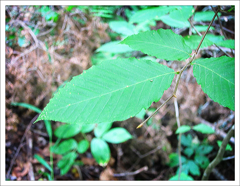 Trees of the Adirondacks:  American Beech on the Barnum Brook Trail at the Paul Smiths VIC (28 July 2012)