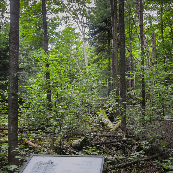 Trees of the Adirondacks: Balsam Fir and Red Spruce growing on the old golf course on the Silvi Trail (25 July 2012).