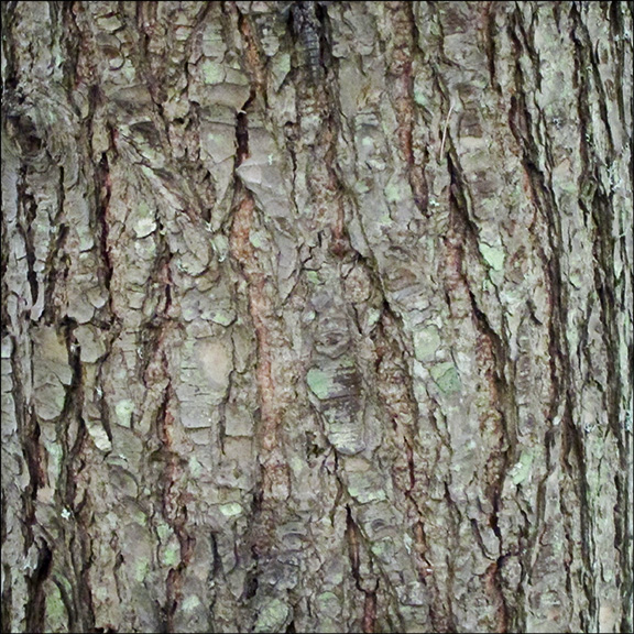Trees of the Adirondacks: The bark of the Eastern Hemlock is brown, thick, and deeply furrowed. Eastern Hemlock on the Barnum Brook Trail (21 July 2012).