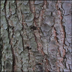 Trees of the Adirondacks:  Eastern Hemlock | Bark (28 July 2012)