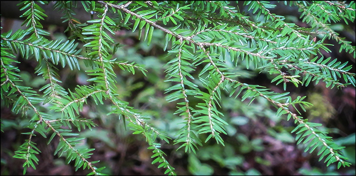 Trees of the Adirondacks: Eastern Hemlock needles are 1/2 inch in length and flattened. Eastern Hemlock on the Barnum Brook Trail (28 July 2012)