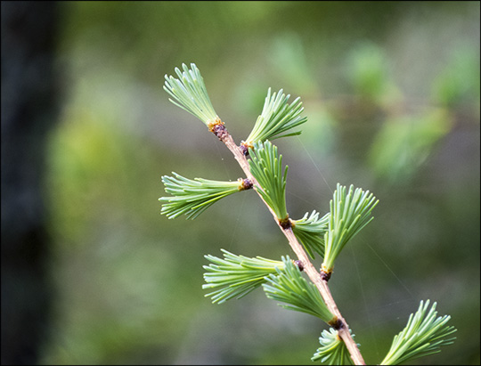 Trees of the Adirondack Mountains: Tamarack on the Jenkins Mountain Trail at the Paul Smiths VIC (17 May 2015)