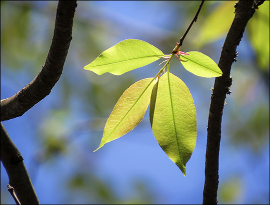 Trees of the Adirondack Mountains: Black Cherry on the Jenkins Mountain Trail (17 May 2015)