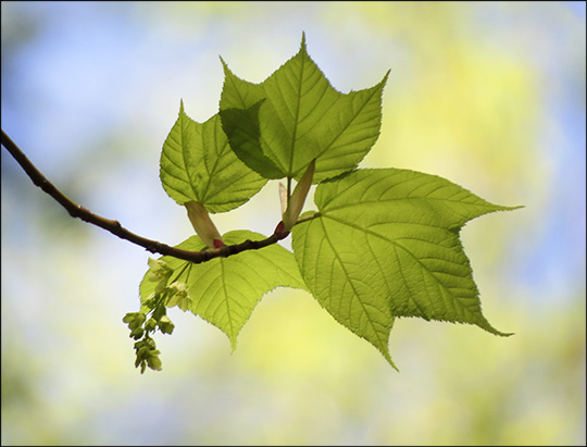 Trees of the Adirondack Mountains: Striped Maple on the Jenkins Mountain Trail at the Paul Smiths VIC (17 May 2015)