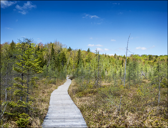 Adirondack Wetlands: Heron Marsh from the Heron Marsh Trail boardwalk (17 May 2015)