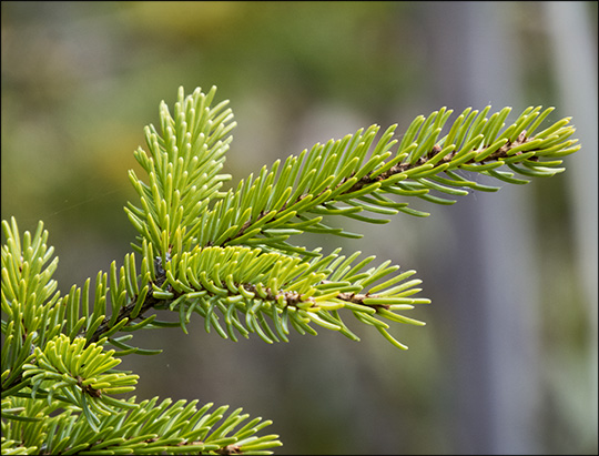 Trees of the Adirondack Mountains: Black Spruce on Heron Marsh from the Heron Marsh Trail boardwalk (17 May 2015)