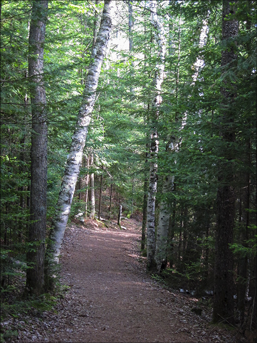 Trees of the Adirondacks: Paper Birch along the Heron Marsh Trail at the Paul Smiths VIC (20 May 2012)